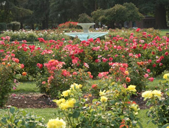 Municipal Rose Garden 