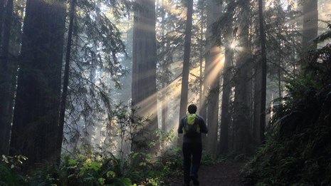 Redwood National Park