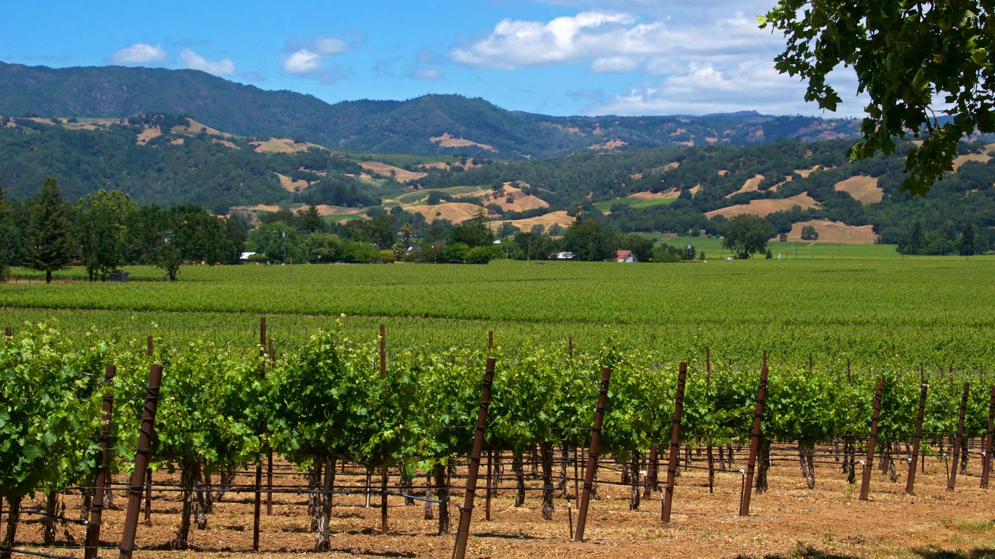 Best Scenic Roadways Bay Area - Sonoma Valley