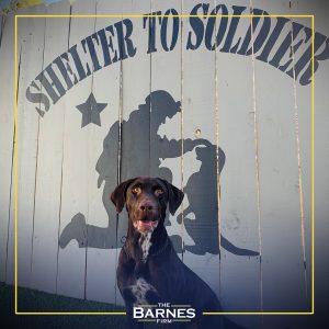 The Barnes Firm - Shelter to Soldier - Sponsored Dogs - Barney #1